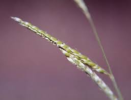 Image result for Eriochloa