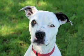 Adopt Petey On Pitbull Terrier Bull Terrier Dog Adoptable Pit Bulls