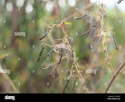 Image result for Aeschynomene nodulosa