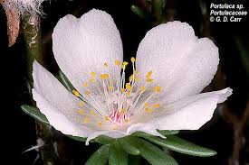 Image result for Portulacaceae