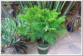 Checkout the following gardenality sponsors popular bonsai blue jacaranda companion plants. Bonsai Blue Jacaranda Where Have You Been All My Life