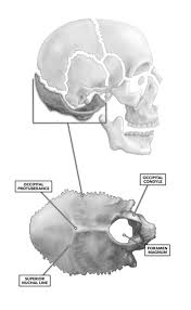 That's how you can remember these bones. Crossfit The Bones Of The Skull