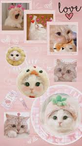  Gatitos Fondos Boneka Binatang Kucing Dan Anak Kucing Bayi Kucing