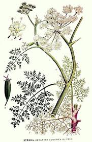 Image result for Oenanthe procumbens