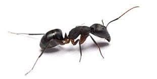 The majority of drywood termite cases need assistance from a trained professional. Cookeville Pest Control Experts Preventive Pest Control