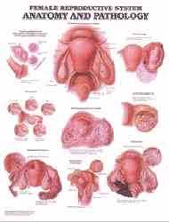 Human Reproductive System Anatomical Charts Anatomy Posters