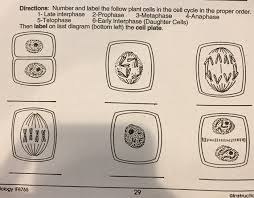 Locate a plant cell in late telophase what is the volume of the two new cells relative to a mature cell. Directions Number And Label The Follow Plant Cells Chegg Com