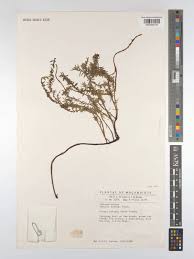 Image result for Chenolea