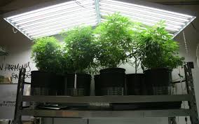 This fluorescent lighting set up from hydro crunch squeezes up to electricity and possible from fluorescent lighting as you can. Best T5 Grow Lights For Growing Cannabis 2021 Buyer S Guide