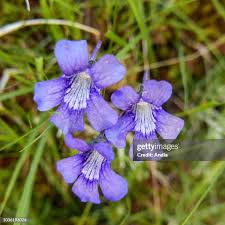 Image result for Lentibulariaceae