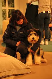 Happy end für eine versuchshündin. Wdr Tiere Suchen Ein Zuhause Tierheim Duisburg
