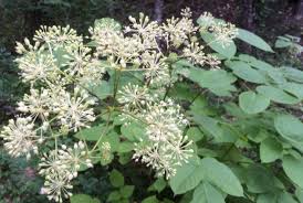 Image result for Araliaceae