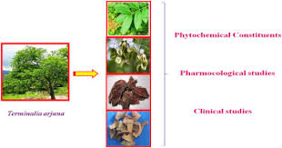 Ayorish organic arjuna bark terminalia powder cardiac support caps. Medicinal Properties Of Terminalia Arjuna Roxb Wight Arn A Review Sciencedirect