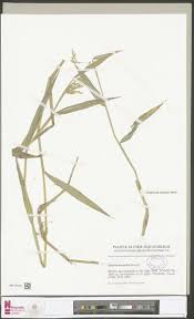 Image result for Triplophyllum fraternum