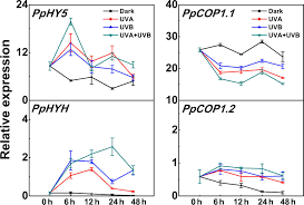 We did not find results for: Frontiers The Photomorphogenic Transcription Factor Pphy5 Regulates Anthocyanin Accumulation In Response To Uva And Uvb Irradiation Plant Science