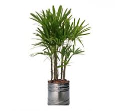 Planta Rafia Com Cachepot De Madeira Planta Magui Locacao Rope paper rafia raffia palm, rope, ribbon, leaf, technic png. planta rafia com cachepot de madeira