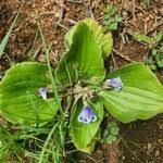 Image result for Craterostigma pumilum