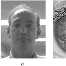 Example images of some biometric characteristics commonly used in...