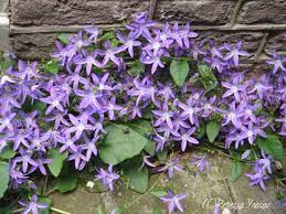 Smell The Flowers Blog Flowers Purple Flowers Growing Flowers