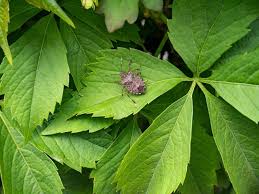 Maybe you would like to learn more about one of these? 7 Amazing Plants That Repel Stink Bugs The Practical Planter