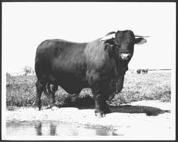 Check spelling or type a new query. Photograph Of A Santa Gertrudis Bull Full Side View The Portal To Texas History