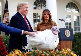 Maybe you would like to learn more about one of these? Trump Pardons Butter The Thanksgiving Turkey Reuters Com