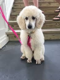 Ivy Pearl My 11 Week Old Standard Poodle I Got Her From Family Affair Standards In Spring Hope Nc She Is The Most Brilliant And Beautiful Puppy Hunde Wesen