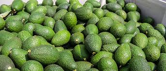 Resultado de imagen para aguacate hass chile