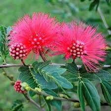 Image result for Calliandra haematocephala