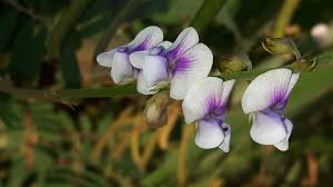 Image result for Tephrosia noctiflora