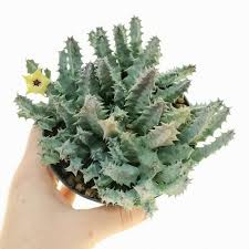 Image result for Huernia thuretii