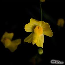 Image result for Utricularia