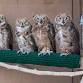 Wishes for Wildlife presenting Mammals in the event image