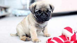 Find the perfect puppy for sale in chicago, illinois at next day pets. Before Searching For Pug Puppies For Sale Check Out Our Breed Blog Furry Babies