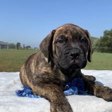 Buy and sell on gumtree australia today! Nash Bullmastiff Puppy 613890 Puppyspot