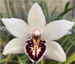 Image result for Cycnium jamesii