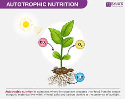 These are the organisms that cannot make their own food and they depend on other organisms. Biology Autotrophic Nutrition Propranolols
