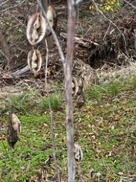 Image result for Sesbania brevipedunculata