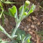 Image result for Emilia discifolia