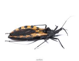 Image result for Tristachya viridiaristata