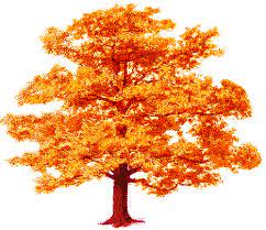 Tree Fall Png 500 432 Autumn Trees Vines Tree