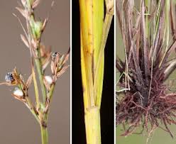 Image result for Scleria