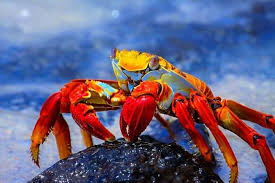 Here the list of 10 endemic animals of galapagos islands. A Complete Galapagos Islands Guide For A Thrilling Vacation