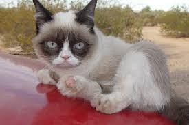Free Download Grumpy Cat Cartoon Hd Wallpaper For Desktop 3648x2432 For Your Desktop Mobile Tablet Explore 45 Cartoon Cat Wallpaper Download Free Cartoon Wallpaper And Screensavers Wallpapers For Desktop
