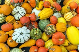 Image result for Cucurbitaceae