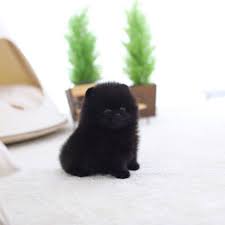 As already stated above, anyone purporting to be a specialized micro pomeranian breeder may not be genuine. Parker Black Micro Pomeranian Microteacups