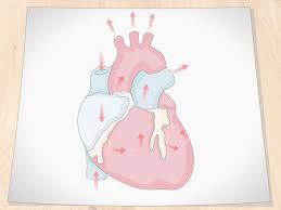 In this tutorial i'll guide you through a simple and effective the first step to draw the heart is to trace the upper part of the first two circles you have drawn as a layout. How To Draw A Human Heart With Pictures Wikihow