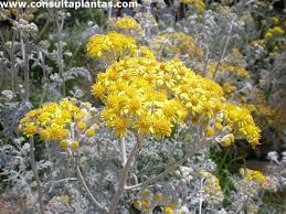Image result for Cineraria deltoidea