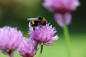 Ilmainen Kuva Pixabayssa Mehilainen Kimalaiset Kukka Bee Friendly Garden Bumble Bee Bee Friendly