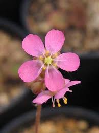 Image result for Drosera burkeana